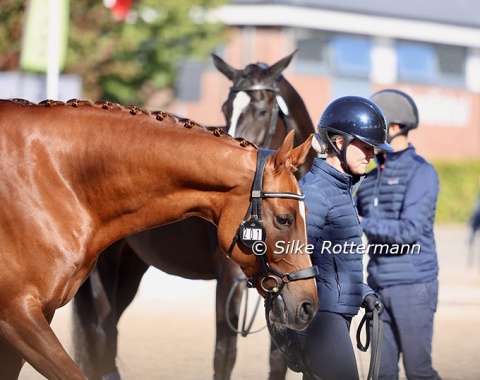 Great Britain’s Jemima Green’s Fantabulous (by Foundation x Fürst Romancier) awaiting his turn