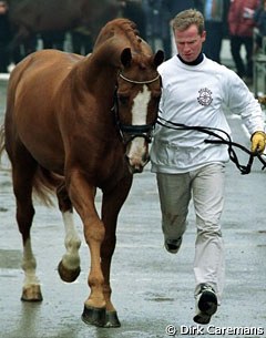 Philippe Jorissen handling Weltmeyer II van de Zuuthoeve at the 2000 BWP Stallion Licensing :: Photo © Dirk Caremans