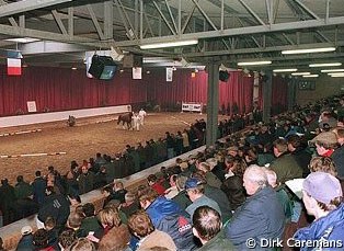 The 2000 BWP Stallion Licensing in Oud-Heverlee :: Photo © Dirk Caremans