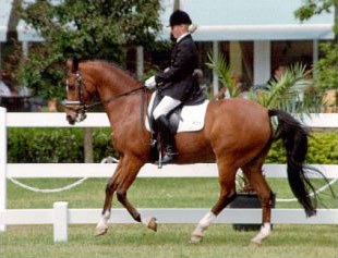 Inge Verbeek on Hogewalds Sultan
