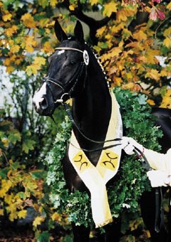 Nobleman, champion of the 2001 Hanoverian Stallion Licensing