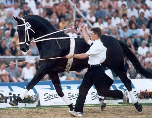 Hanoverian stallion Warkant