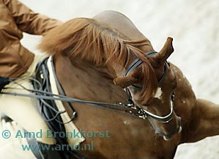 Gestion Idool :: Photo © Arnd Bronkhorst