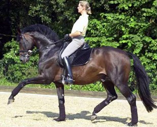 Martina Hannover-Sternberg on Ratino H :: Photo © Roz Neave