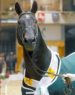 Warkant proclaimed 2002 Hanoverian Stallion of the Year