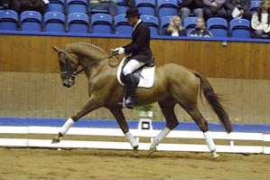 Morten Thomsen and Don Win the 2002 Danish Young Horse Championships :: Photo © Ridehesten.com