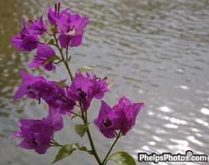 A flower at the cross country course