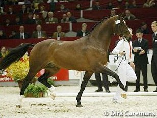 Paganini at the 2003 KWPN Stallion Licensing :: Photo © Dirk Caremans