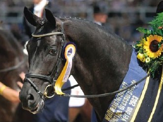2003 World Young Horse Champion Furst Heinrich