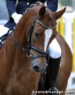 FEI Dressage Pony Dornick Son :: Photo © Astrid Appels