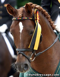 European Pony Champion Dressman