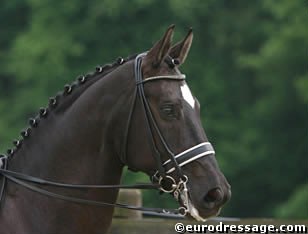 Arnaud Reper's Westfalian gelding Fortissimo :: Photo © Astrid Appels