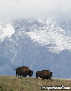 Buffalo with the Teton mountains in the background