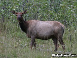 The first elk was spotted