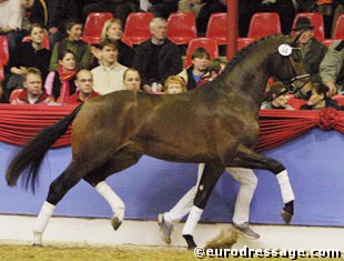 A Depardieu x Feiner Stern colt at the 2004 Oldenburg Stallion Licensing. "Noah" sold at auction to the Bechtolsheimer family :: Photo © Astrid Appels