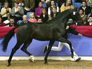 Diamonit (by Diamond Hit x Santander) at the 2004 Oldenburg Stallion Licensing :: Photo © Astrid Appels