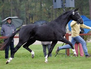 Dancier (by De Niro x Lancier), 2004 Hanoverian Licensing Champion :: Photo © Werner Ernst