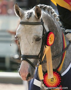 Valido's Contrast :: Photo © Astrid Appels