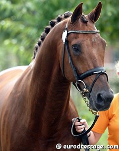 KWPN licensed stallion Jazz (by Cocktail) :: Photo © Astrid Appels