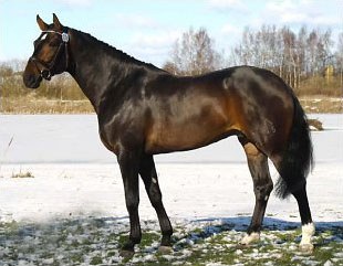 Figaro R, winner of the Swedish warmblood performance testing