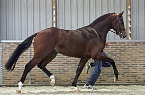 Valeron, price highlight of the 2005 KWPN Select Sale