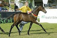 This Laurentio x Andiamo colt became 2005 German Foal Champion