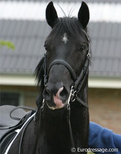 Wayne Channon's KWPN stallion Lorenzo CH (by Ferro x Wolfgang)
