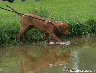 My favourite shot of the day at Wiesbaden. Young gun dog playing in the water.
