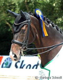 Anna Katharina Luttgen's Hanoverian gelding Habitus (by Hohenstein)