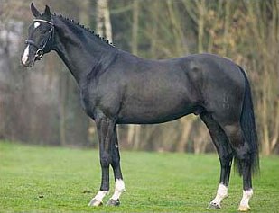 Don Bailey (by Donnerhall x Pik Bube I)