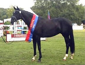 Silberaster, Champion of the 2006 Oldenburg Elite Mare Show :: Photo © Tanja Becker