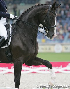 Douglas Dorsey at the 2006 World Equestrian Games :: Photo © Astrid Appels