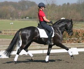 Top Chablis in training at Addington