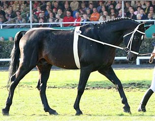 Fabriano at the Celle Stallion Parade in 2007