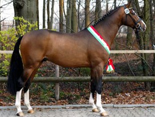 Coronas, Champion of the 2007 Westfalian Stallion Licensing