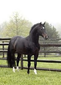 Contango at Iron Spring Farm