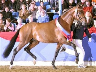 Sieger Hit (by Sandro Hit x Donnerhall), 2007 Oldenburg Licensing Champion :: Photo © Ridehesten