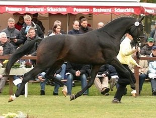 Soliman de Hus, Champion of the 2007 Hanoverian Stallion Licensing :: Photo © Ridehesten.com