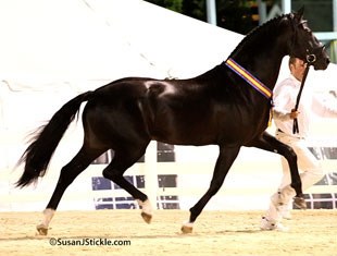 Starlight, 2008 Grand Champion at the Devon Breed Show :: Photo © Sue Stickle