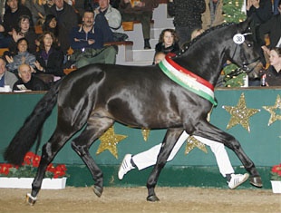 Flanagan, Champion of the 2008 Westfalian Stallion Licensing