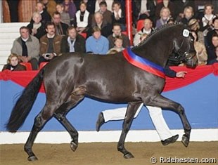 Furstenball wins the 2008 Oldenburg stallion licensing