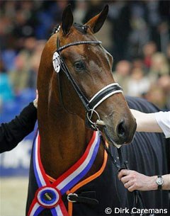 Bordeaux, Champion of the 2009 KWPN Stallion Licensing :: Photo © Dirk Caremans