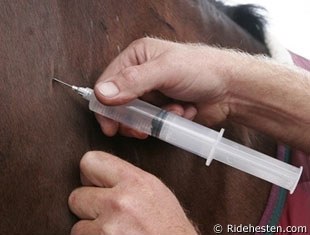 Injecting a horse :: Photo © Ridehesten.com