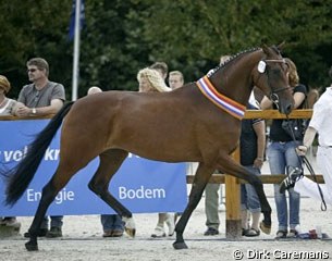 Brooklyn, 2009 KWPN Mare Champion :: Photo © www.caremans.be