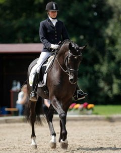 Amadelio at the 2009 German Trakehner Championship