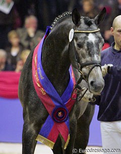 Fairbanks (by Flemmingh x Inselfurst), 2009 Oldenburg Licensing Champion :: Photo © Astrid Appels