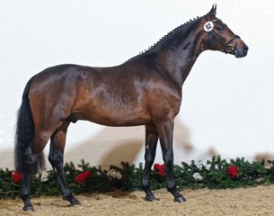 Sissy Max-Theurer's Westfalian stallion Secret Service (by Sir Donnerhall)