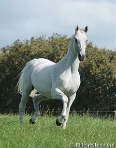 Blue Hors Matine at home in the field :: Photo © Ridehesten.com