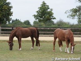 Isabell Werth's Gigolo and Fabienne enjoying their retirement (summer 2009) :: Photo © Barbara Schnell