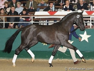 Silbermond, Champion of the 2009 Westfalian Stallion Licensing :: Photo © Ridehesten.com